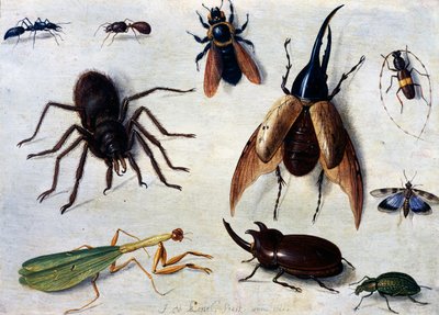 Insekter av Jan van the Elder Kessel
