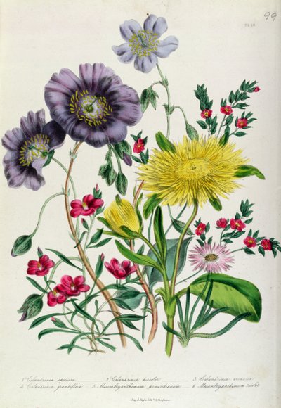 Calandrinia, plate 18 fra 