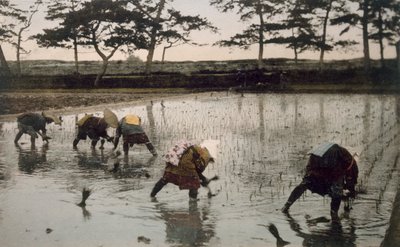 Fem bønder som planter ris på nytt i en rismark, 1890-tallet. av Japanese Photographer
