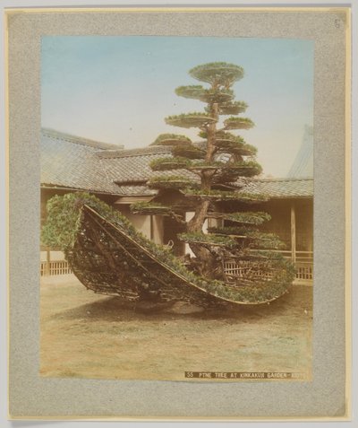 Pine Tree i Kinkakuji Garden, Kyoto, Japan (håndfarget svart/hvitt-bilde) av Japanese Photographer