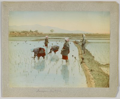 Transplanterer ris, Japan (håndfarget s/hv-bilde) av Japanese Photographer