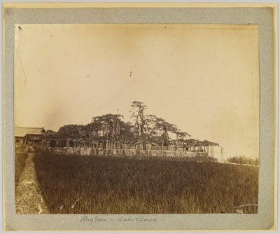Trær ved bredden av Lake Biwa, nær Kyoto, Japan (s/hvitt bilde) av Japanese Photographer