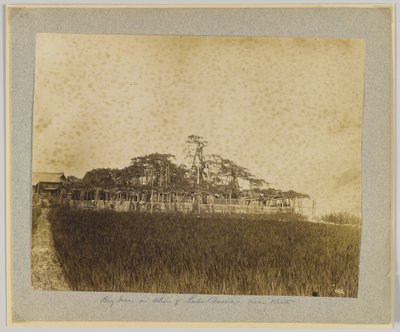 Trær ved bredden av Lake Biwa, nær Kyoto, Japan (s/hvitt bilde) av Japanese Photographer