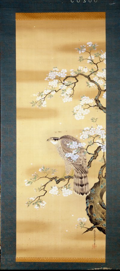 Falk på en gren av japansk kirsebær blomstret. Silkemaleri fra 1700-tallet i Japan. Genova. Museo Chiossone. av Japanese School