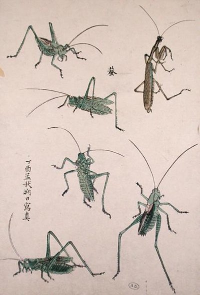 Gresshopper (farget treblokktrykk) av Japanese School
