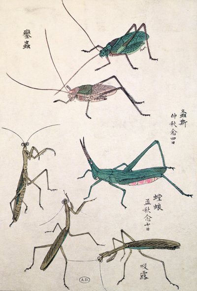 Gresshopper og mantiser (farget treblokktrykk) av Japanese School