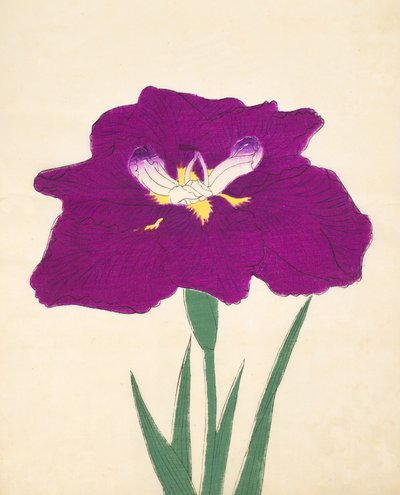 Hizumes. -Hyo. 29, 1898 av Japanese School