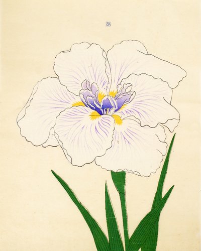 Manozuru, av. 28, 1890 av Japanese School