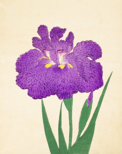 Spre det på Nyo. 11, 1898 av Japanese School