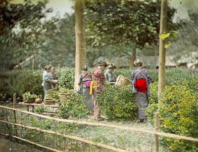 Å plukke te, ca. 1880 av Japanese School