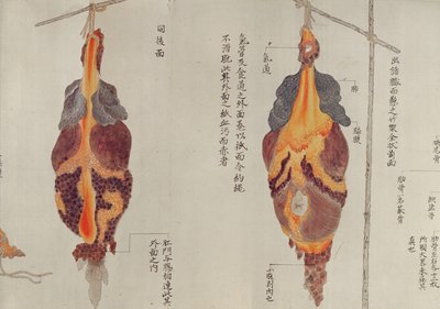 Lungene fra disseksjonen av et torturoffer fra 1796, fra en makimono av en Midori-lege, 1842 (penn og blekk og wc på papir) av Japanese School