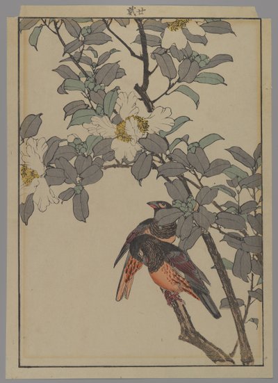 To fugler med hvite blomster, Meiji-perioden, 1892 (farget treblokktrykk) av Japanese School
