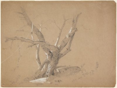 Studie av et tre av Jasper Francis Cropsey