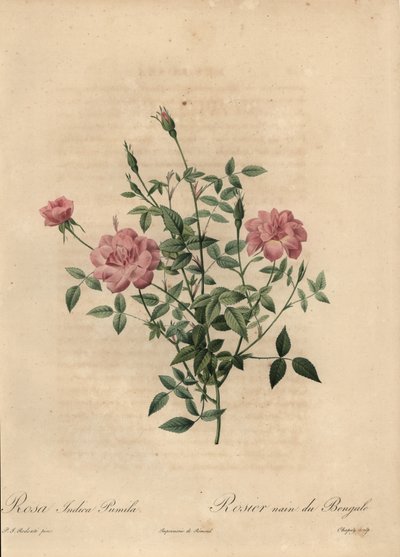 Rosa miniatyr Kinarose, Rosa chinensis. av Jean Baptiste Chapuy