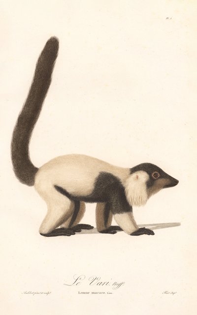 Svart-hvitt Ruffed Lemur (Lemur macaco) av Jean Baptiste Audebert