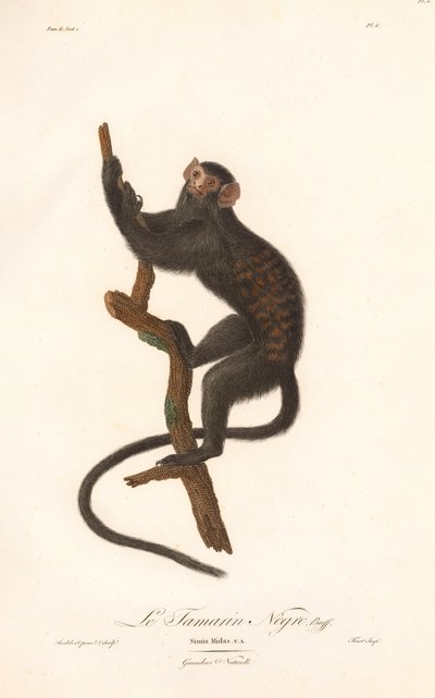 Svart tamarin (Midas-ape) av Jean Baptiste Audebert
