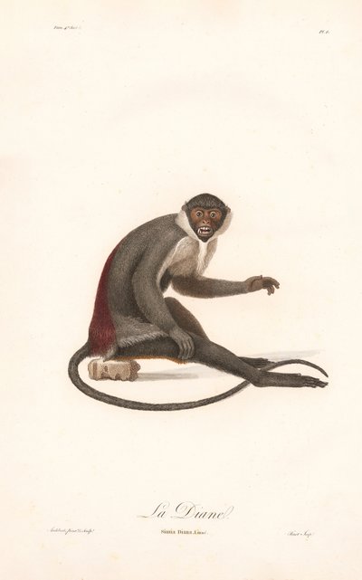 Diana Monkey (Diana Chemistry) av Jean Baptiste Audebert