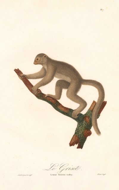 Gråmuselemur (Lemur griseus) av Jean Baptiste Audebert