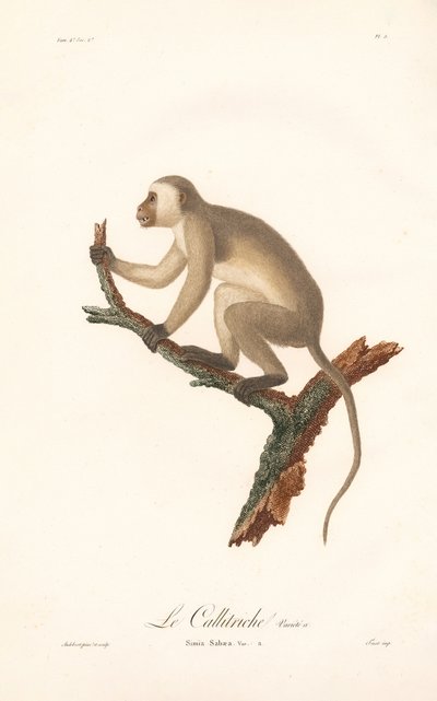 Grønn ape (Simia Sabaea, variant A) av Jean Baptiste Audebert