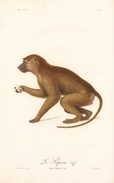 Guineabavian (Simia-sfinksen) av Jean Baptiste Audebert