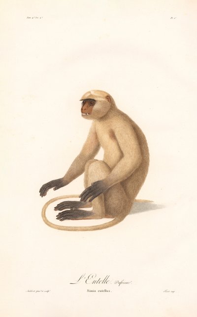 Hanuman Langur (Simia entellus) av Jean Baptiste Audebert