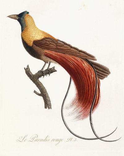 Det røde paradis, 1802 av Jean Baptiste Audebert