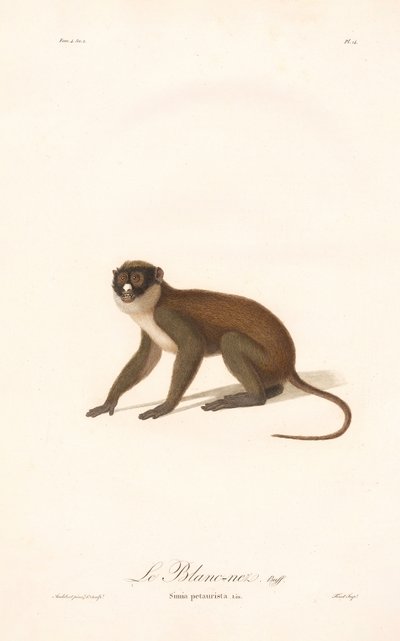 Lille flekkneseape (Simia petaurista) av Jean Baptiste Audebert