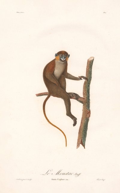 Barteape (Simia cephus) av Jean Baptiste Audebert
