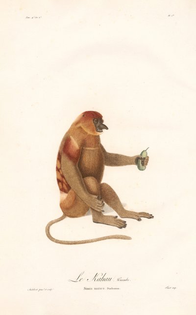 Neseape (Simia nazica) av Jean Baptiste Audebert