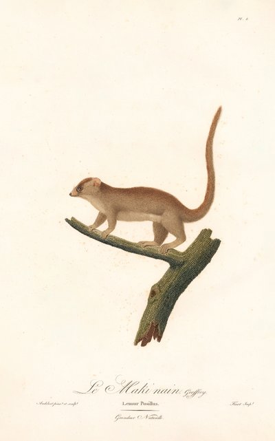 Pygmy Mouse Lemur (Lemur pusillus) av Jean Baptiste Audebert
