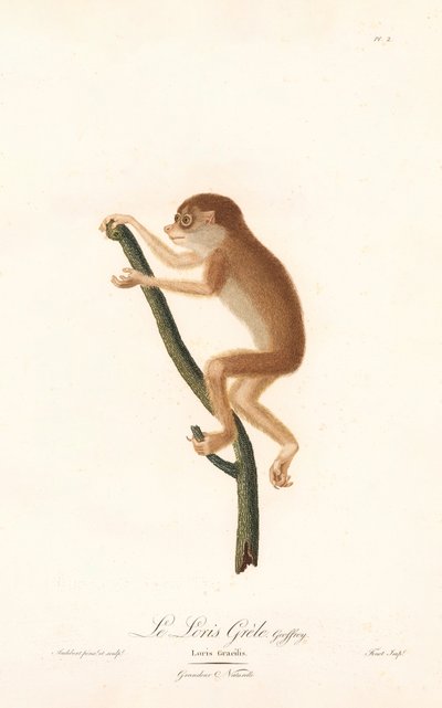 Slanke Loris (Loris gracilis) av Jean Baptiste Audebert