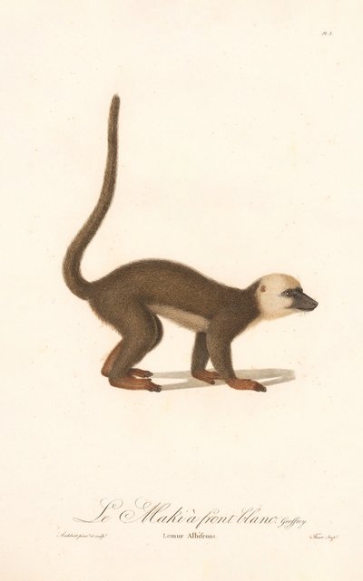 Hvitpannet lemur (Lemur albifrons) av Jean Baptiste Audebert