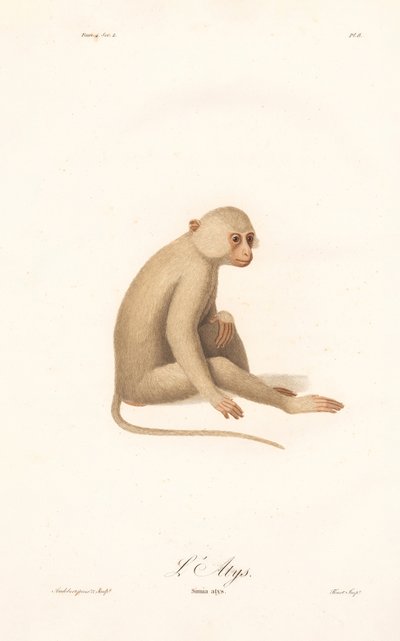 Hvithåndsgibbon (Simia alys) av Jean Baptiste Audebert