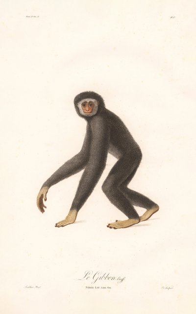 Hvithåndsgibbon (Simia lar) av Jean Baptiste Audebert