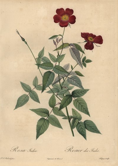 Crimson China rose, Rosa chinensis. av Jean Baptiste Chapuy
