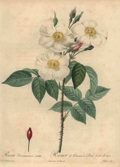Hvit damaskrose, Rosa x damascena. av Jean Baptiste Chapuy
