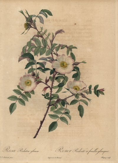 Hvit og rosa rose, Rosa redutea glauca. av Jean Baptiste Chapuy