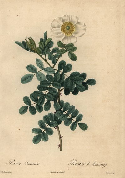 Hvit kyllingsagrose, Rosa bracteata, av Jean Baptiste Chapuy