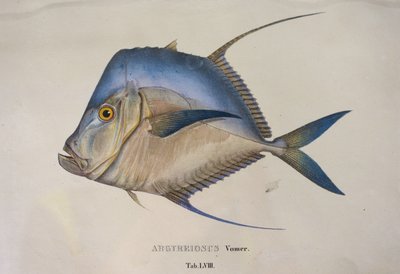  av Jean Baptiste Debret