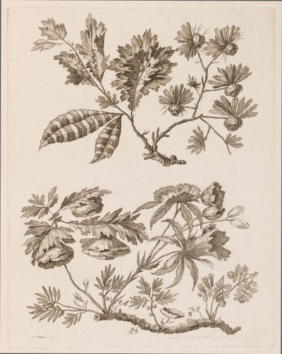 Blomstergrener, fra "Samling av forskjellige fantasiblomster i kinesisk smak" av Jean Baptiste Pillement