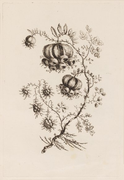 Blomstergren, fra "Fleures Persannes" av Jean Baptiste Pillement