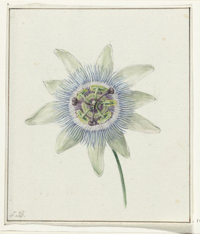 Pasjonsblomst av Jean Bernard