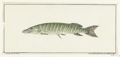 Gjedde av Jean Bernard