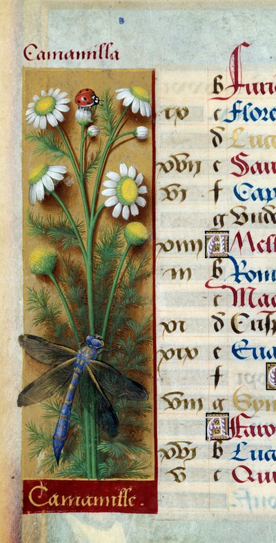Botanisk: kamille med marihøne og øyenstikker. Miniatyr fra "" Les grandes Hours d