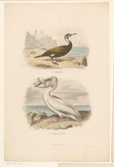 Skarv og hvit pelikan Le cormoran (tittel på objekt) Le Pelican blanc (tittel på objekt) av Jean Charles Pardinel