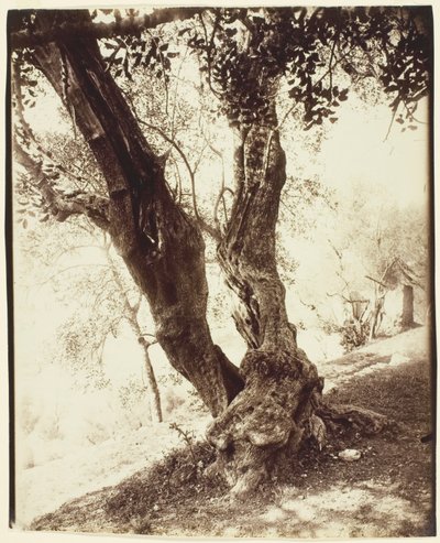  av Jean Eugène Auguste Atget