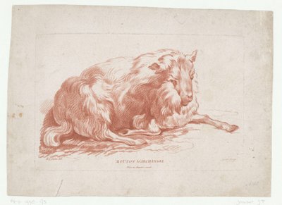 liggende sauer Mouton d