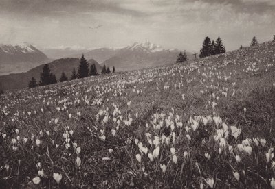 Rigi Kaltbad, Fruhling (s/hvitt bilde) av Jean Gaberell