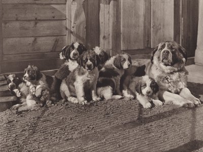 Sveits: De berømte St Bernard Dogs (s/hvitt bilde) av Jean Gaberell