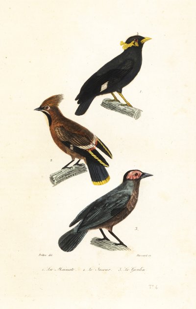 Hill myna, bohemsk voksvinge og coleto. av Jean Gabriel (after) Pretre